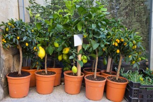 potted citrus plants