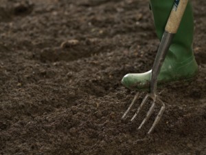 preparing the soil
